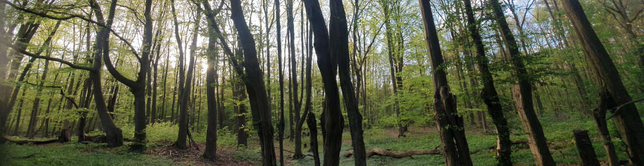 Waldmanu