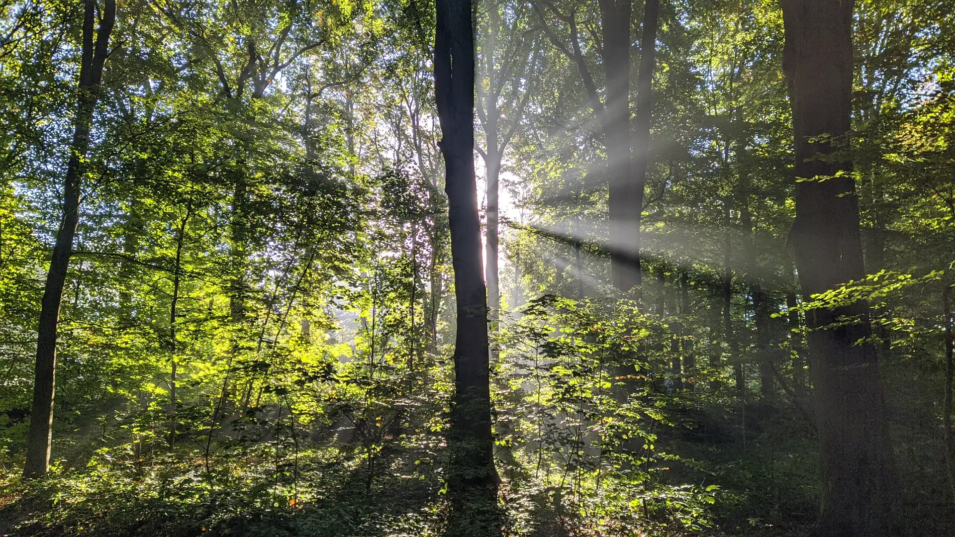 Waldbaden September 2026