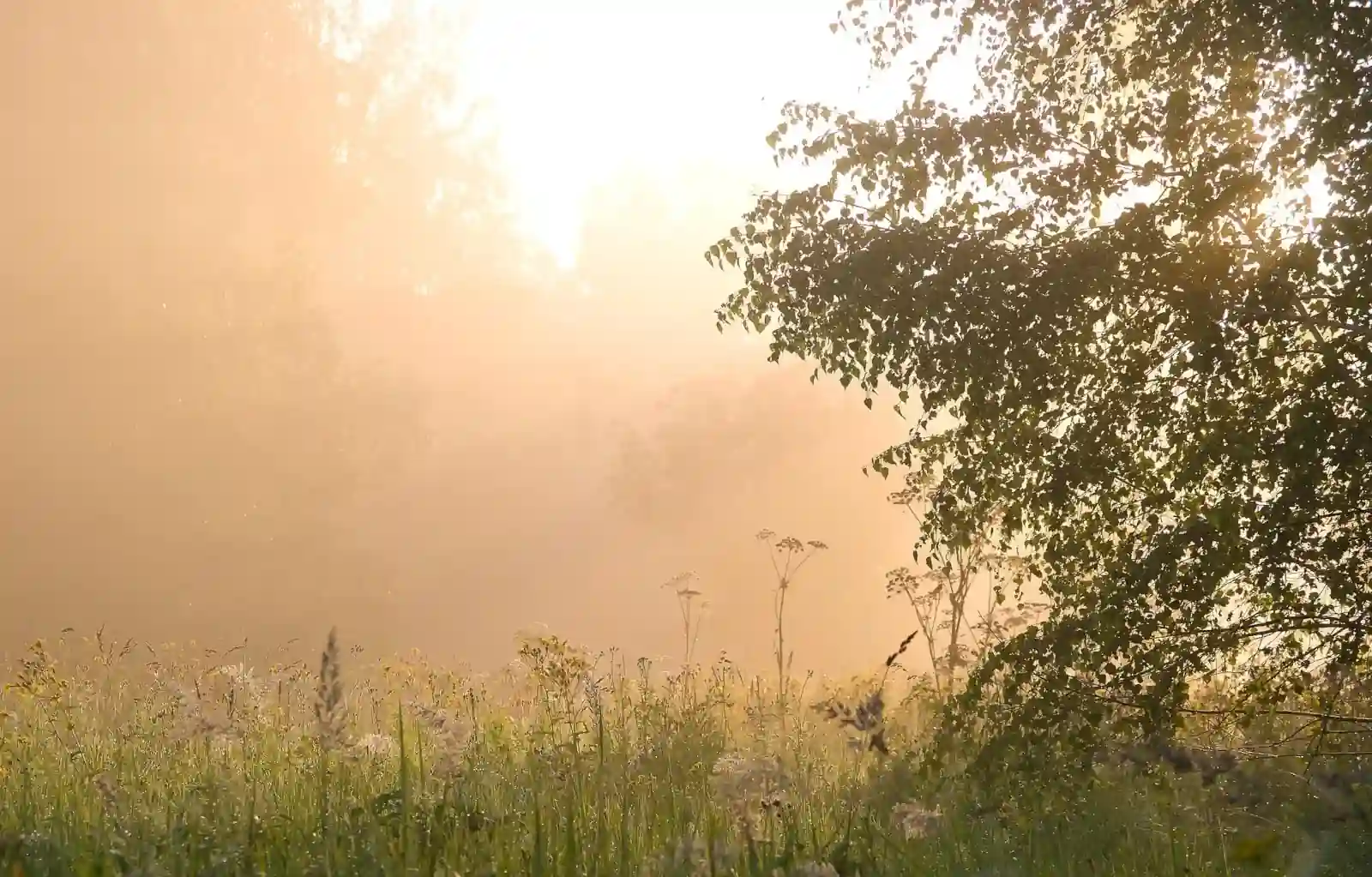 Naturvertrauen