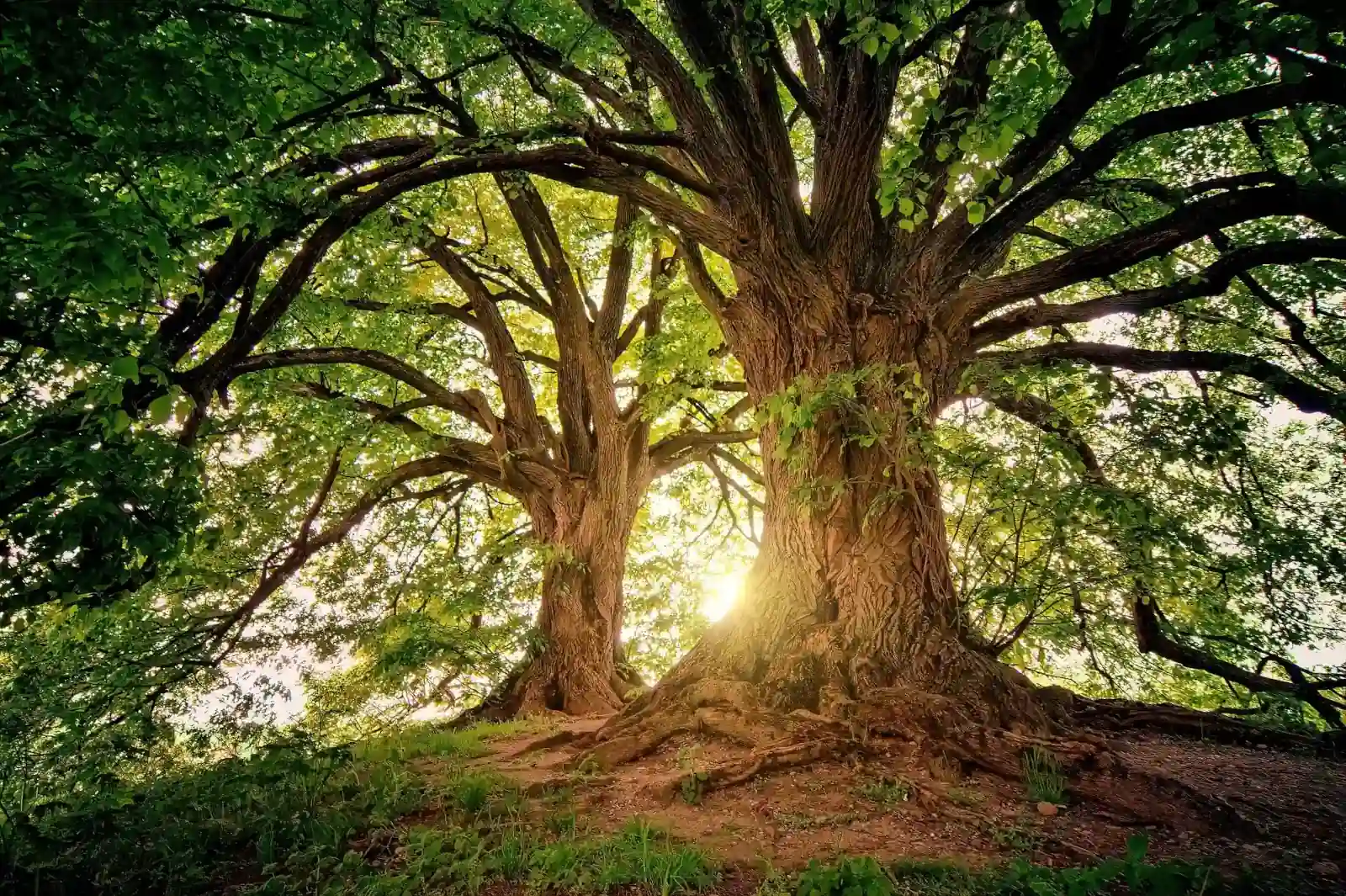 Naturvertrauen